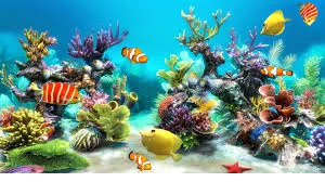 fish wallpapers 5